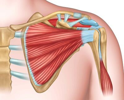 shoulder anatomy nerves