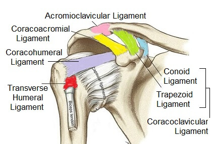 Shoulder Anatomy: Girdle, Ligaments, Bones, Humerus, Clavical