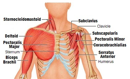 Diagram Of Chest Muscles in 2024  Shoulder muscle anatomy, Muscle