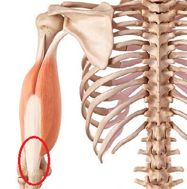 Triceps Tendonitis: Causes & Treatment For Weightlifters Elbow