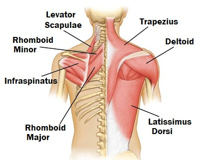 Chest and back muscles Diagram