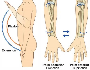 flexion and extension of arm