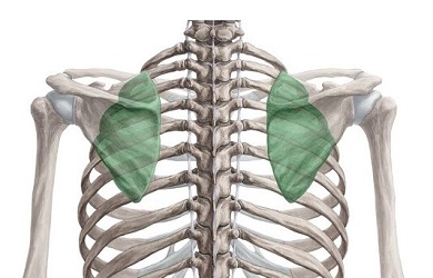 Shoulder Joint Anatomy & Function - Shoulder Pain Explained