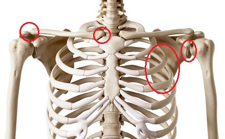 Cintura escapular  Arm bones, Anatomy bones, Anatomy