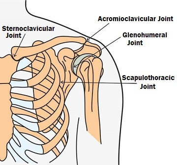 shoulder girdle joints