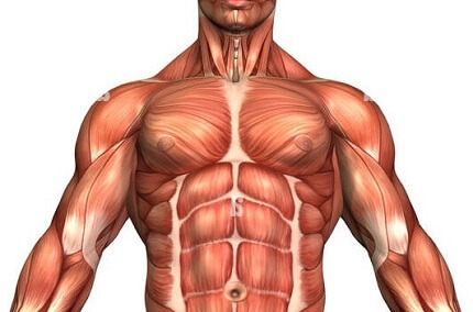 Shoulder, back, chest muscles Diagram