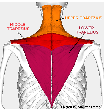 middle trapezius stretches