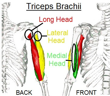 The long head of the triceps brachii muscle of the arm