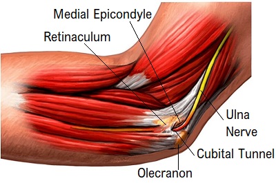 ulnar nerve muscles