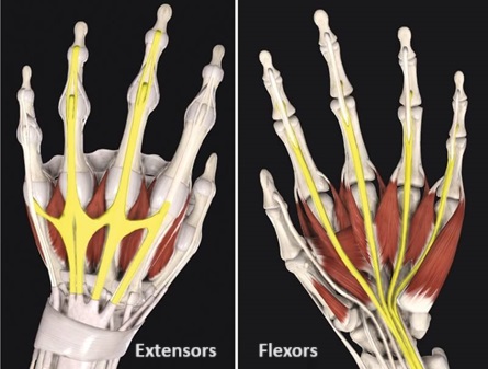 Tendonitis Of The Wrist: Symptoms, Causes & Treatment